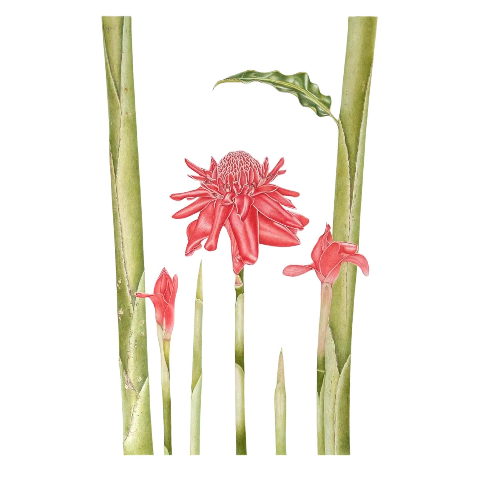 Torch ginger